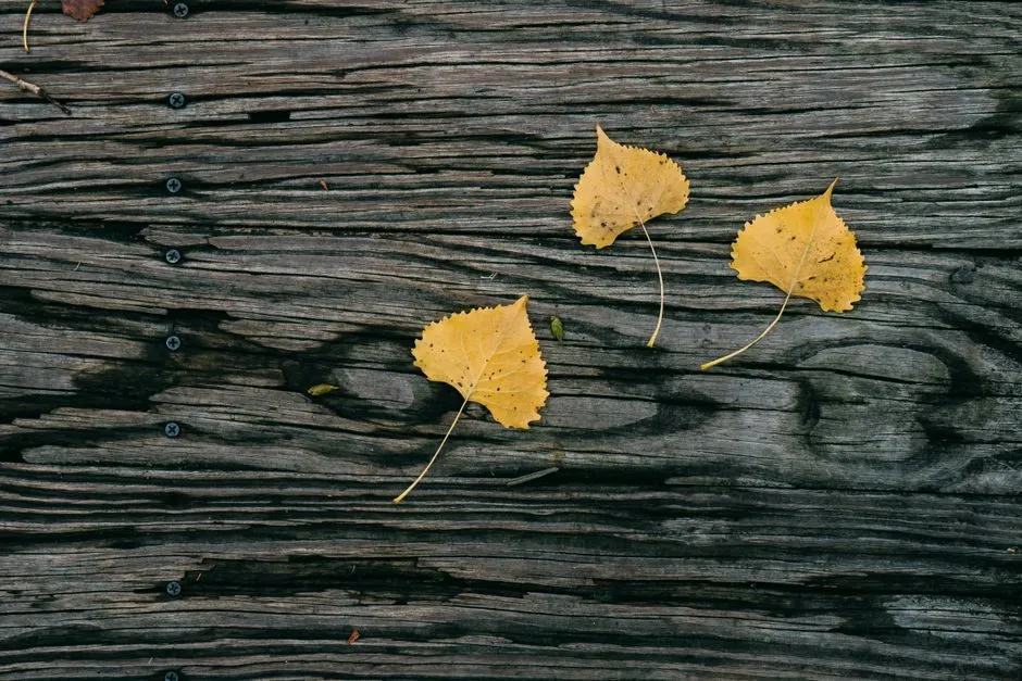 three different wood grain samples showing teak oak and pine texture side by side