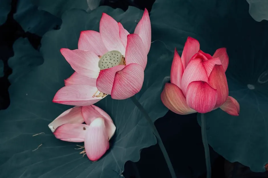 Kính màu nội thất hình hoa sen tạo điểm nhấn sang trọng cho phòng ngủ
